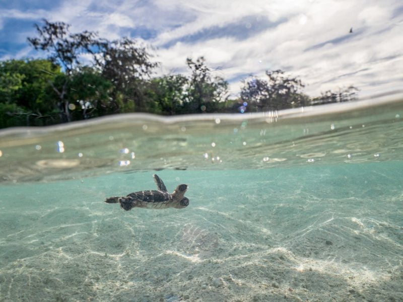 Heron Island: The ULTIMATE guide to Turtle Season!