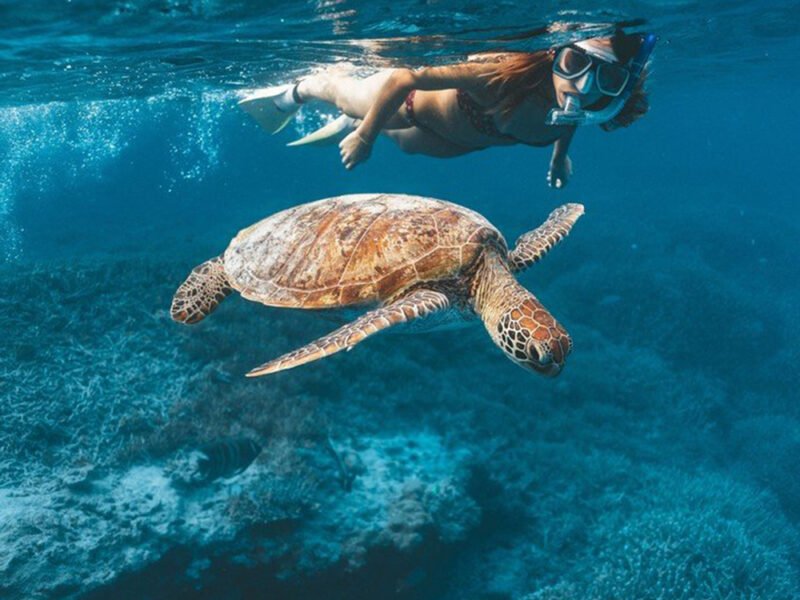 5 turtle-y awesome reasons to visit Heron Island