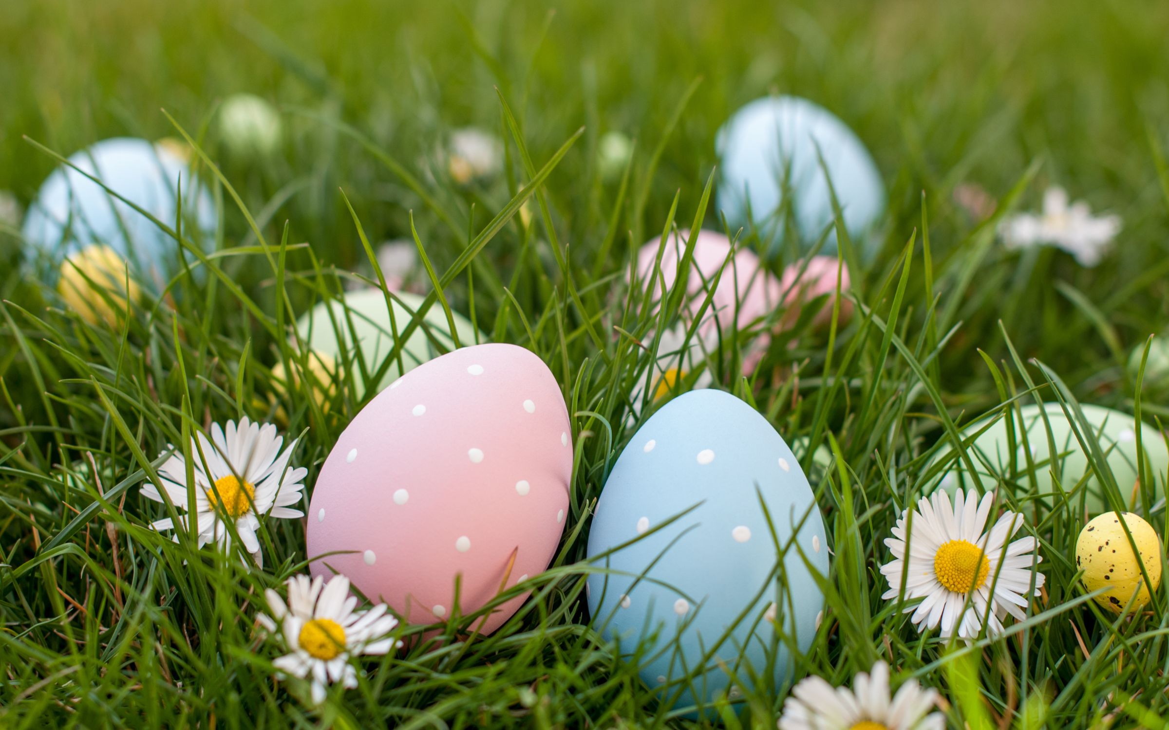 eggs