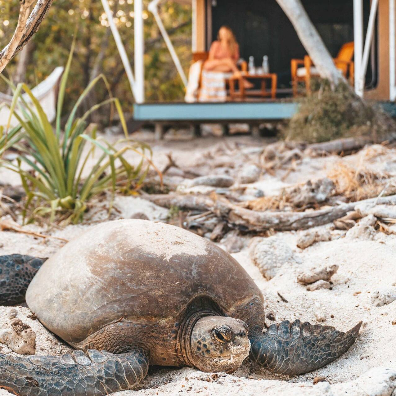 Wilson Island