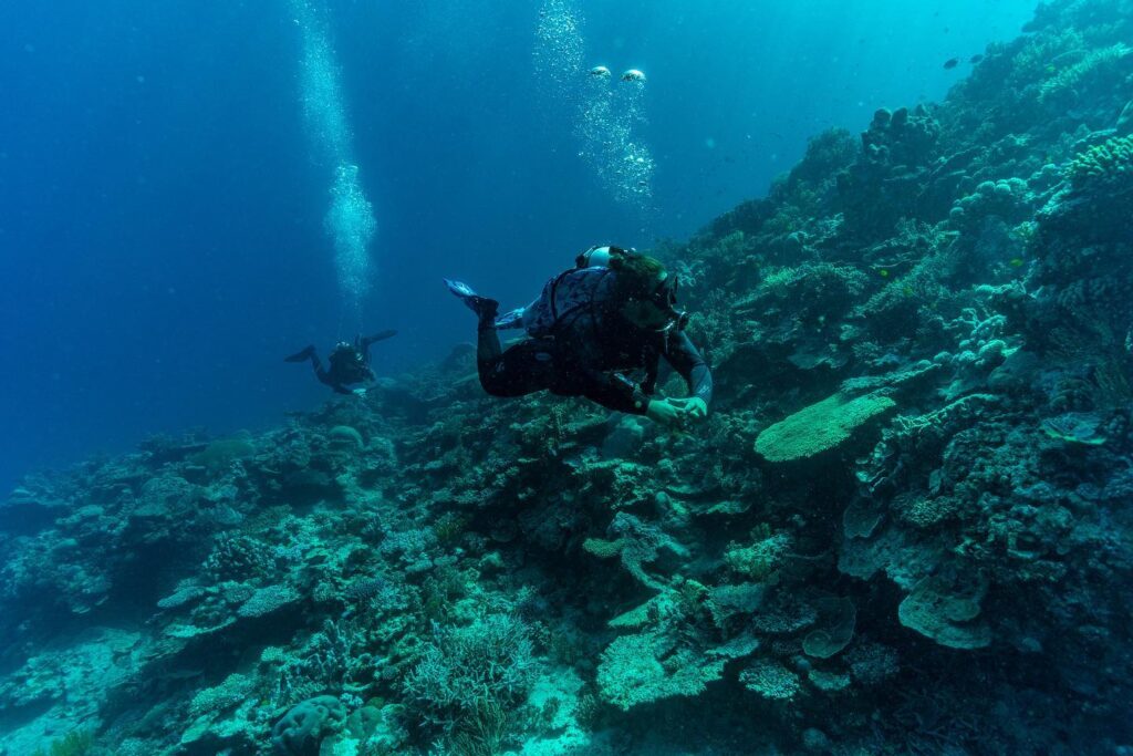 dive spear sport instagram 2536 ig 17954256743262218