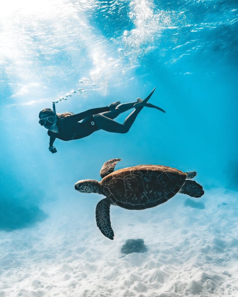 james vodicka lady musgrave island
